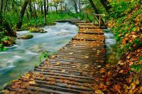 rs_forest-2-compressor